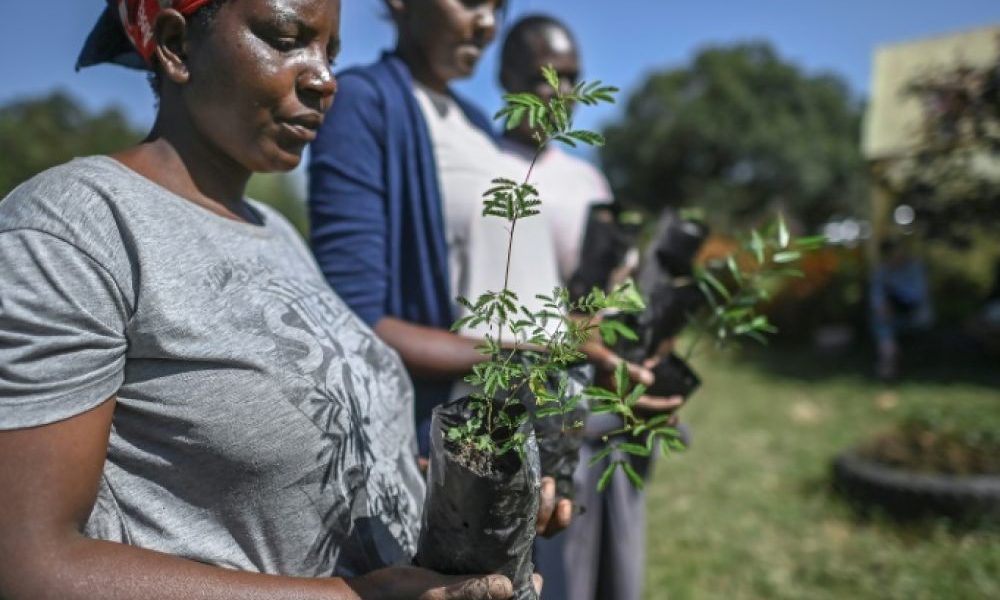 Des jardiniers s'apprêtent à transplanter de petits arbres dans le comté de Nanok, le 4 février 2021